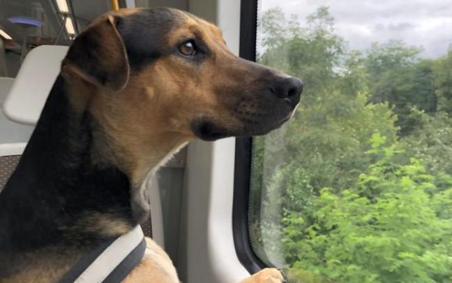 Un perro mirando por la ventana en Euskotren Un perro mirando por la ventana en Euskotren