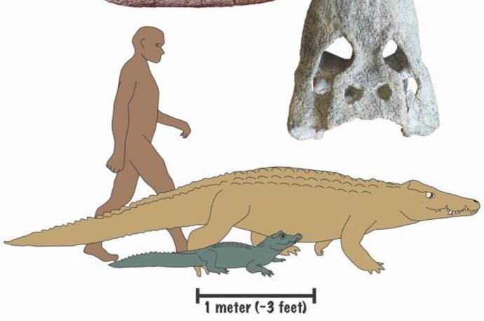 Descubren dos nuevas especies de cocodrilos que vagaban por partes de África hace entre 18 y 15 millones de años.