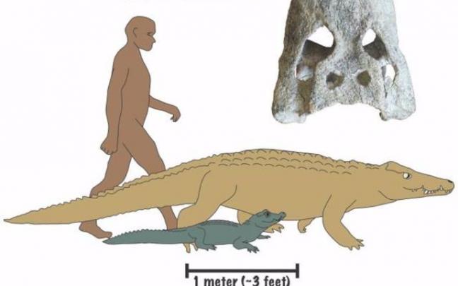 Descubren dos nuevas especies de cocodrilos que vagaban por partes de África hace entre 18 y 15 millones de años. Descubren dos nuevas especies de cocodrilos que vagaban por partes de África hace entre 18 y 15 millones de años.