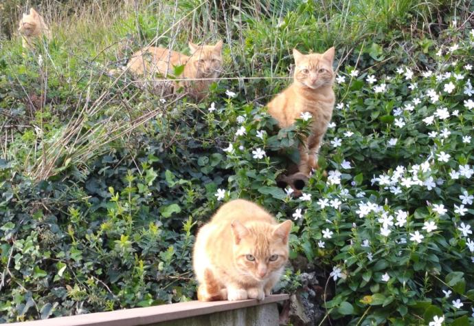 Una familia de gatos en Ortuella, donde están empezando con el método CES.