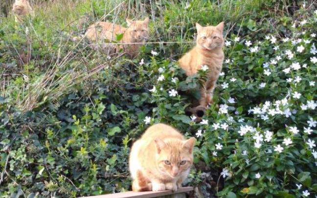 Una familia de gatos en Ortuella, donde están empezando con el método CES. Una familia de gatos en Ortuella, donde están empezando con el método CES.
