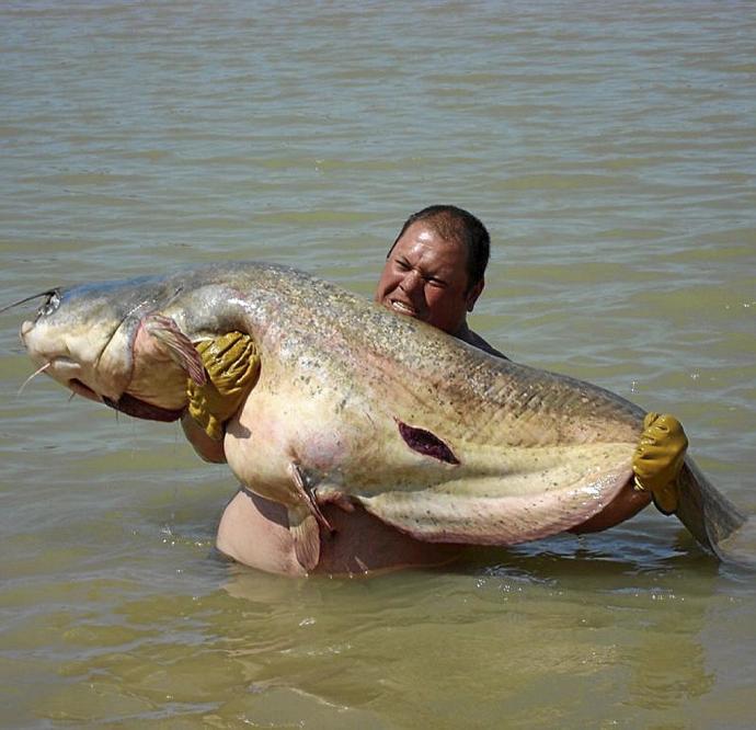 El tamaño es uno de los mayores atractivos de este tipo de pesca. Foto: N.G.