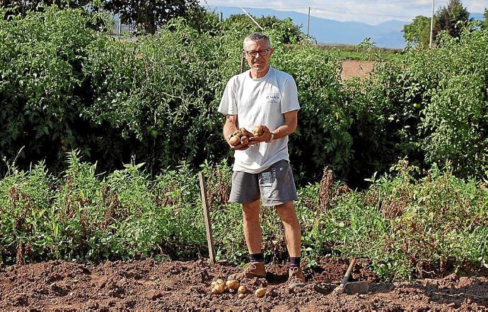 Un agricultor muestra las patatas obtenidas tras el año de cultivo en su finca.