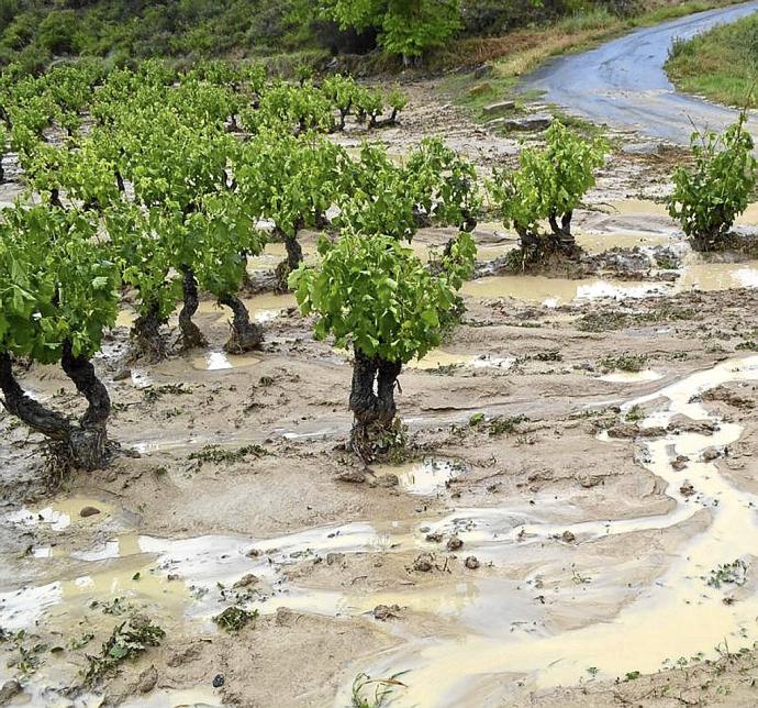 Efectos de las pasadas tormentas en un viñedo de Rioja Alavesa.