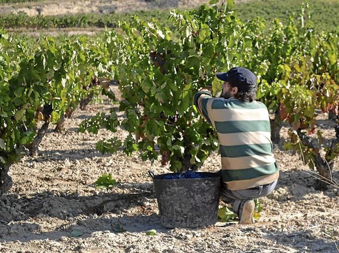 Vendimia en varios viñedos viejos.