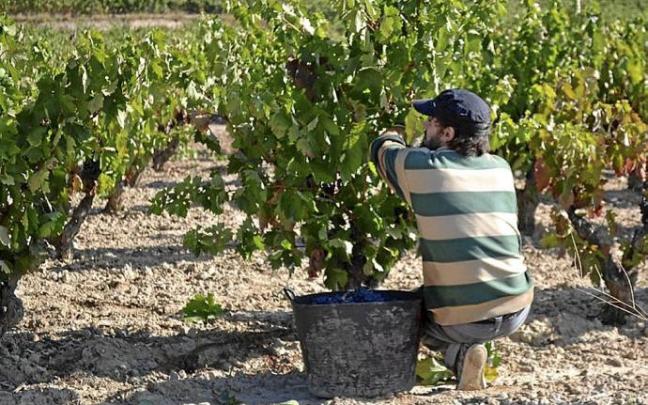 Vendimia en varios viñedos viejos.