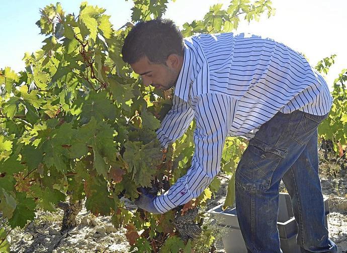 Vendimia en Rioja Alavesa