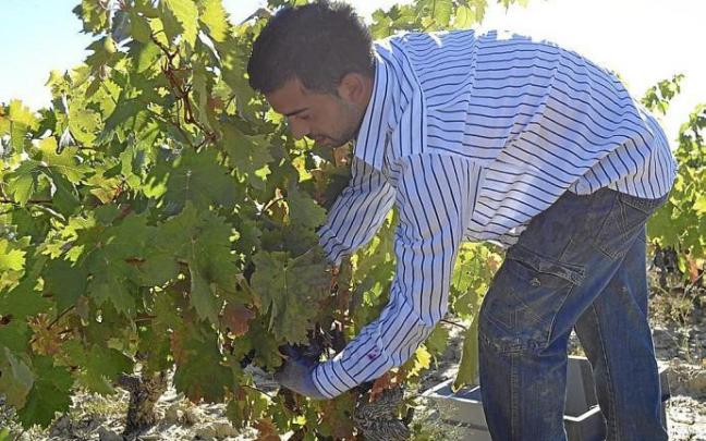 Vendimia en Rioja Alavesa