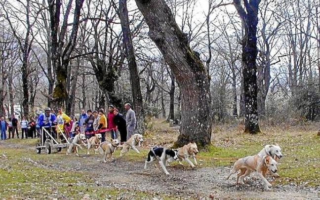 Torneo ‘mushing’ de perros en Navarra. Foto: Nerea Mazkiaran