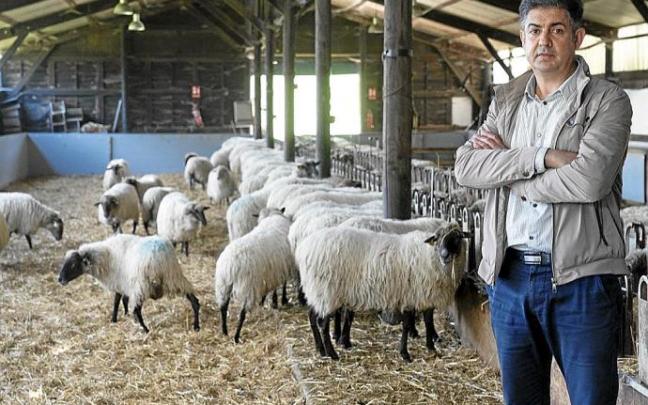 Roberto Ruiz enseña el rebaño experimental de ovejas del centro tecnológico Neiker, en Arkaute. Foto: A. Larretxi