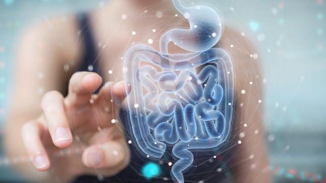 Microbiota intestinal