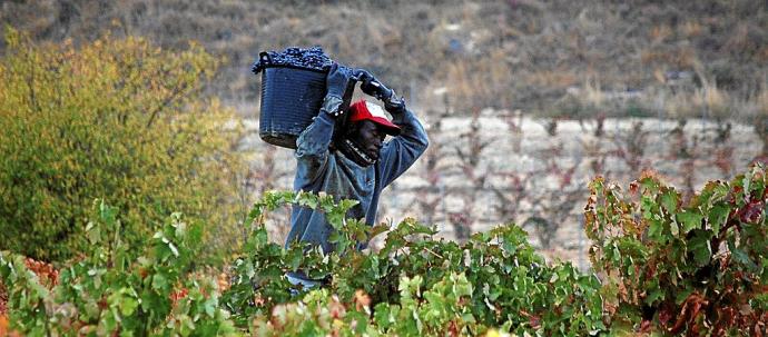 Un temporero en un viñedo de Rioja Alavesa.