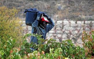 Un temporero en un viñedo de Rioja Alavesa. Un temporero en un viñedo de Rioja Alavesa.