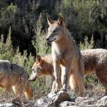 Grupo de lobos en Sanabria, provincia de Zamora, uno de los epicentros de esta especie en el Estado. Foto: Efe Grupo de lobos en Sanabria, provincia de Zamora, uno de los epicentros de esta especie en el Estado. Foto: Efe