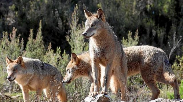 Grupo de lobos en Sanabria, provincia de Zamora, uno de los epicentros de esta especie en el Estado. Foto: Efe Grupo de lobos en Sanabria, provincia de Zamora, uno de los epicentros de esta especie en el Estado. Foto: Efe