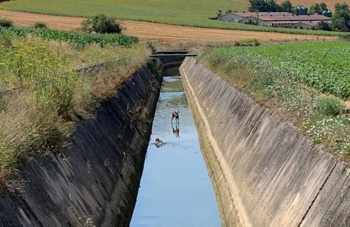 Uno de los corzos que han caído al canal del río Alegría desde marzo de 2020.