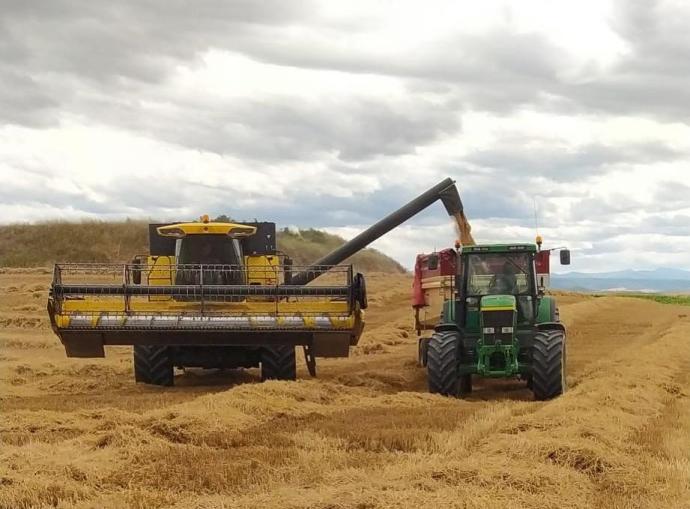 Una cosechadora y un tractor en un campo de cereal de Álava.