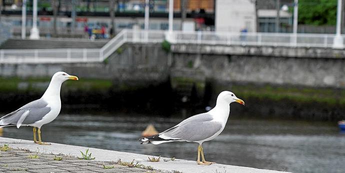 El declive de las gaviotas patiamarillas en la costa del territorio alcanza hasta el 82% en su conjunto en los últimos veinte años. Foto: Oskar M. Bernal