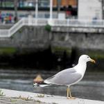 El declive de las gaviotas patiamarillas en la costa del territorio alcanza hasta el 82% en su conjunto en los últimos veinte años. Foto: Oskar M. Bernal
