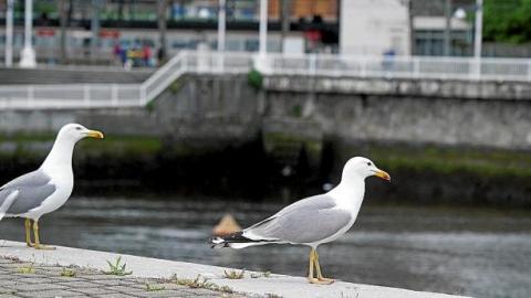 El declive de las gaviotas patiamarillas en la costa del territorio alcanza hasta el 82% en su conjunto en los últimos veinte años. Foto: Oskar M. Bernal