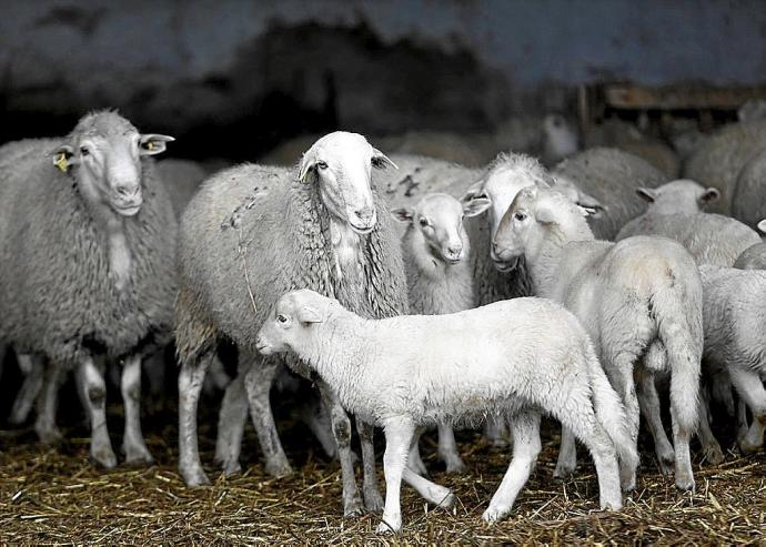 Ovejas y corderos en una finca de Fustiñana hace cuatro años. Foto: Patxi Cascante