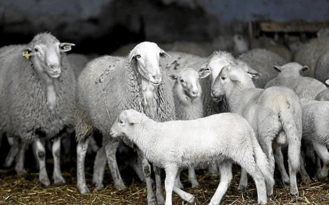 Ovejas y corderos en una finca de Fustiñana hace cuatro años. Foto: Patxi Cascante Ovejas y corderos en una finca de Fustiñana hace cuatro años. Foto: Patxi Cascante