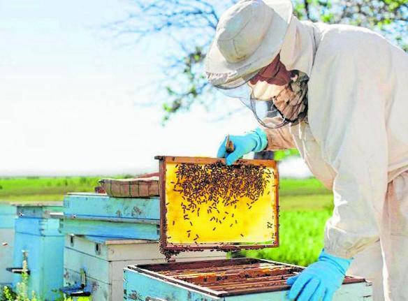 Un apicultor maneja un panal lleno de abejas. Foto: Cedida