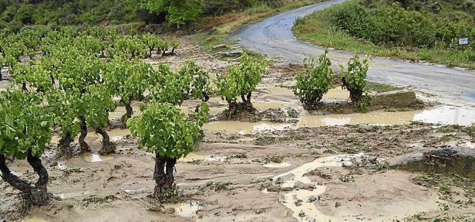 Viñedos afectados por una tormenta.