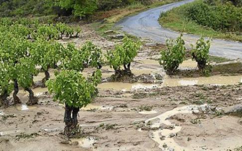 Viñedos afectados por una tormenta. Viñedos afectados por una tormenta.