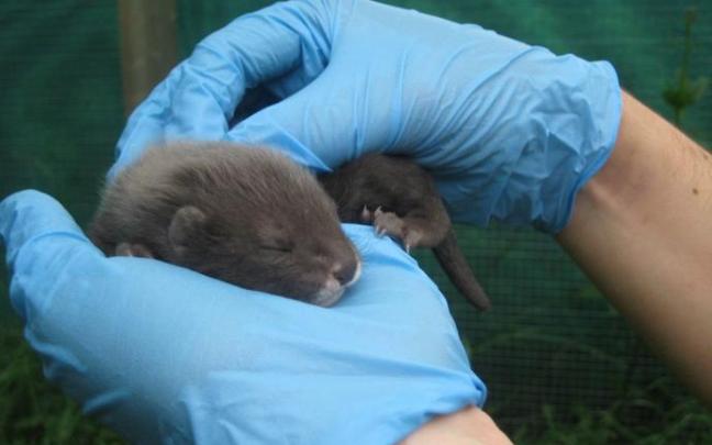 Foto de archivo de una cría de visión europeo que nació en Salburua dentro de un programa de cría para salvar la especie.