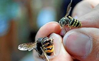 Un hombre sujeta ejemplares de avispa asiática. Foto: DNA