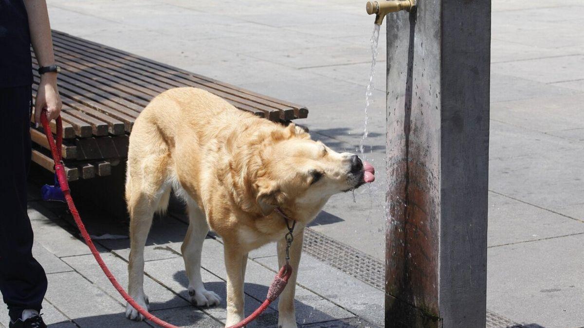 Un perro bebiendo en una fuente en Vitoria.