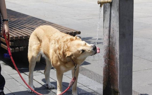 Un perro bebiendo en una fuente en Vitoria.