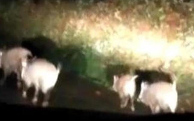 Una manada de jabalíes en Elgoibar. Una manada de jabalíes en Elgoibar.
