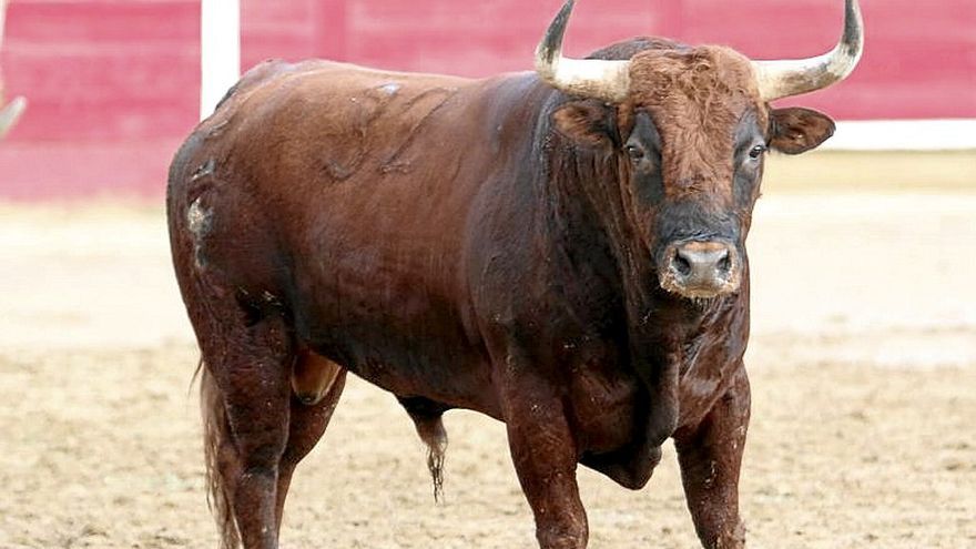 Nº 32. santero. Colorado. Nacimiento: Julio/2018. Guarismo: 8. Cuatreño. Hierro: Reta de Casta Navarra.