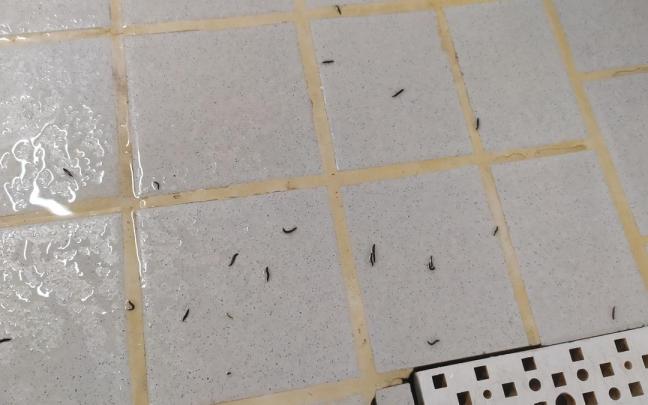 Gusanos vivos en el centro c&iacute;vico de Salburua.