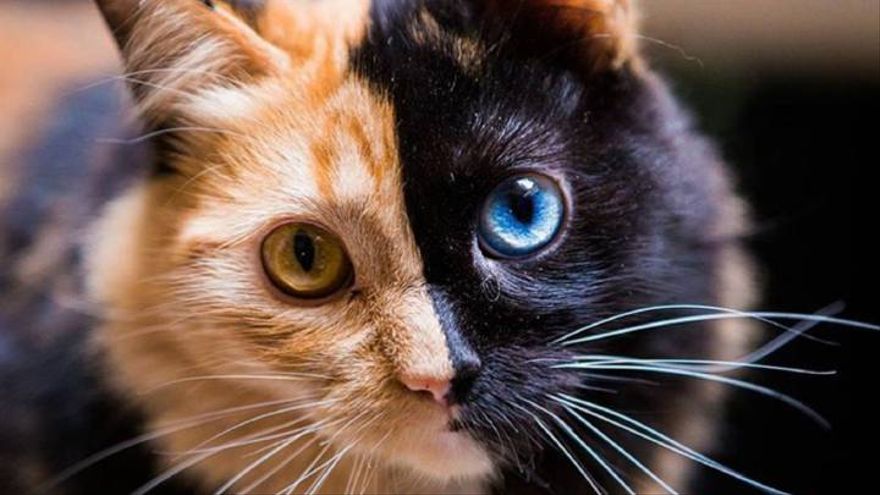 'La gata quimera', con más de 83.000 seguidores en Instagram, es una de las mascotas más conocidas.