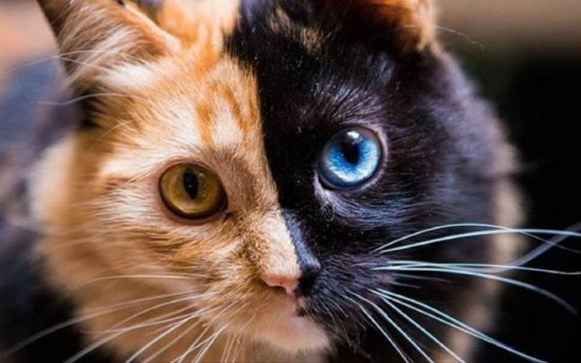 'La gata quimera', con más de 83.000 seguidores en Instagram, es una de las mascotas más conocidas. 'La gata quimera', con más de 83.000 seguidores en Instagram, es una de las mascotas más conocidas.