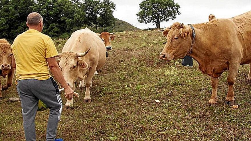 Ganadero con sus vacas