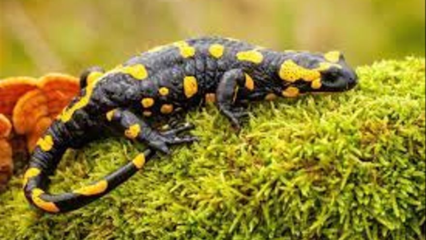 La salamandra es de color negro y amarillo y habita únicamente en los ríos.