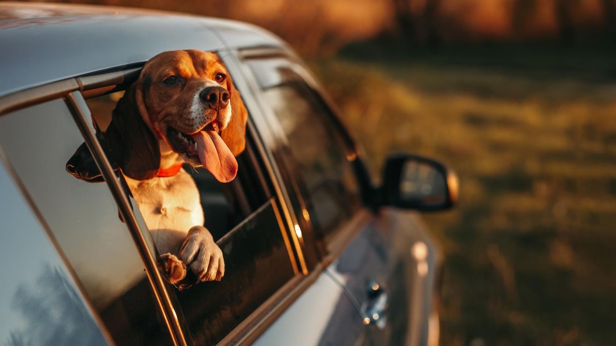 Muchos perros disfrutan viajando en coche.