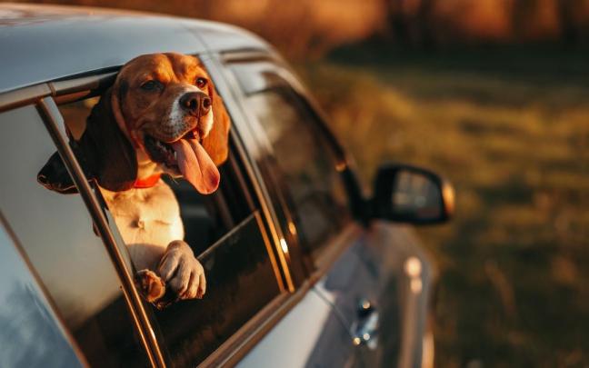 Muchos perros disfrutan viajando en coche.