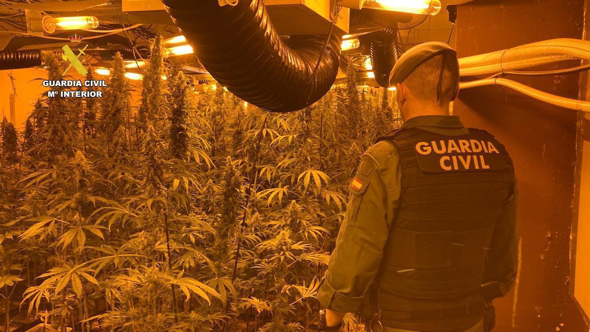 Operación de la Guardia Civil de Navarra contra dos puntos de cultivo de droga en Andosilla y Cortes