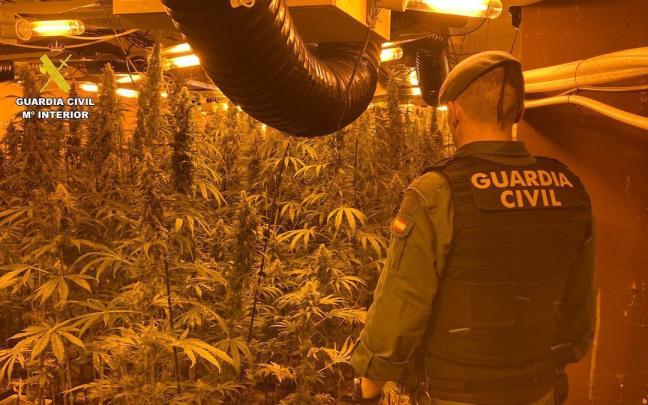 Operación de la Guardia Civil de Navarra contra dos puntos de cultivo de droga en Andosilla y Cortes