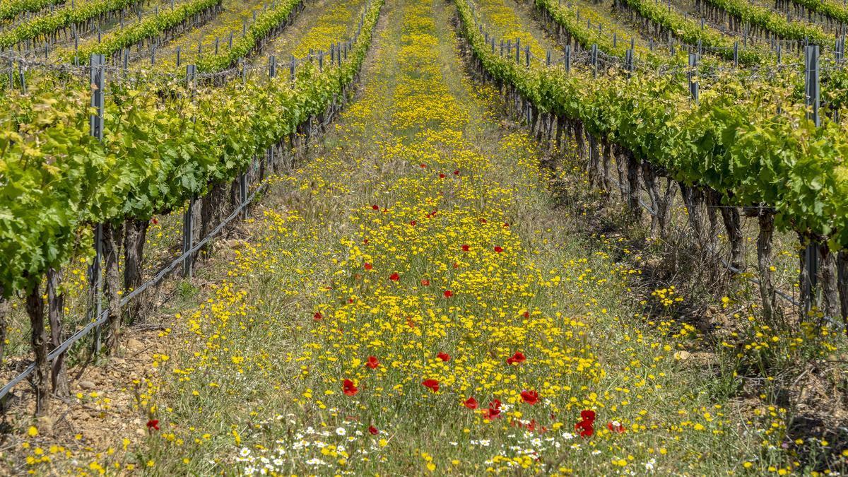 Vendimia en Rioja Alavesa.