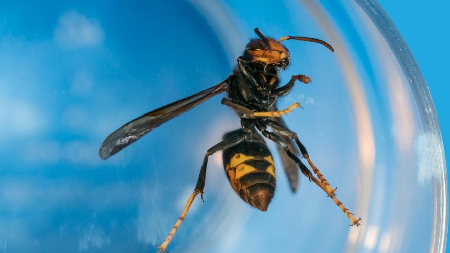Un ejemplar de avispa asiática.