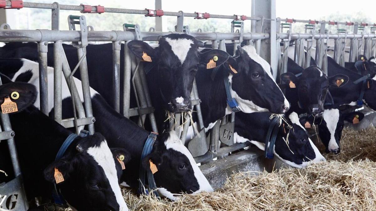 Una explotación vasca de vacas lecheras.