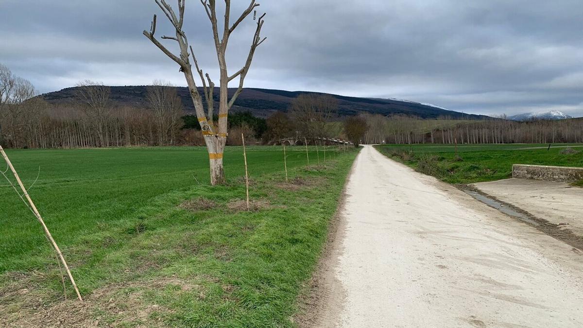 La plantación, tras el acto vandálico sufrido.