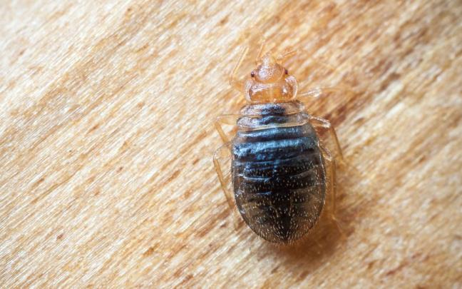 Las poblaciones de chinches en todo el mundo se incrementan un 500% cada año.