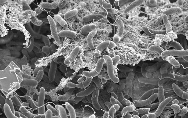 Vibrio cholerae. Vibrio cholerae.